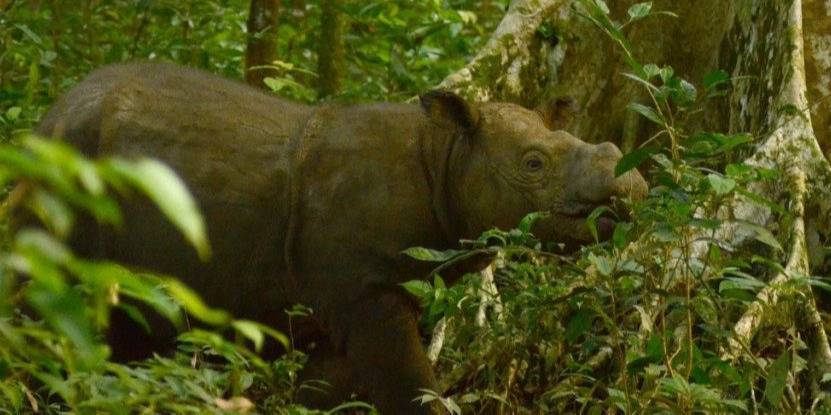 Помер останній в Малайзії самець суматранського носорога (Фото: International Rhino Foundation)