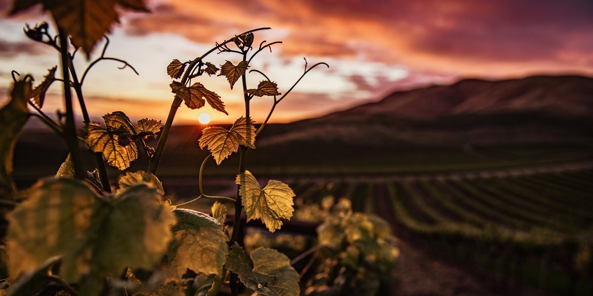 Калифорнийская Robert Mondavi Winery заняла 12-е место и стала Лучшей винодельней в Северной Америке (Фото: Tim Mossholder / Unsplash)