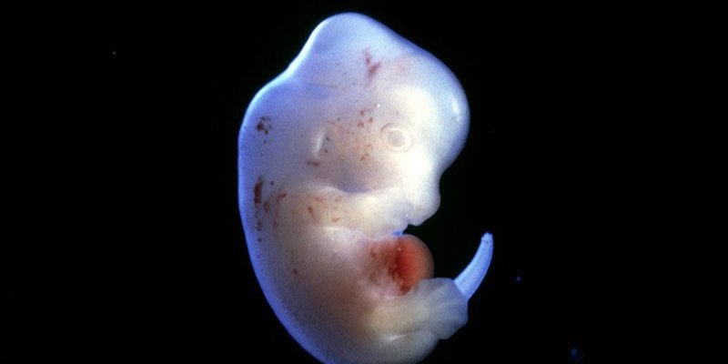 Японский ученый планирует вставить клетки человека в эмбрионы крыс (Фото: Science Pictures ltd/SPL)