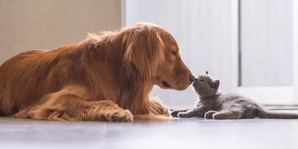 Кошки или собаки — кто полезнее для здоровья хозяина (Фото: Pixabay)