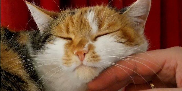 Коты выработали привязанность к хозяевам (Фото: pixabay.com)