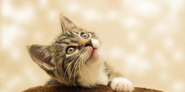 Люди смогли обнаружить мимику кошек (Фото: pixabay.com)