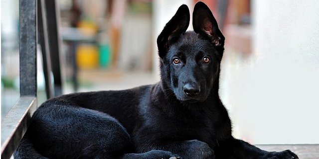 Культура и опыт помогли распознать собачьи эмоции (Фото: pixabay.com)