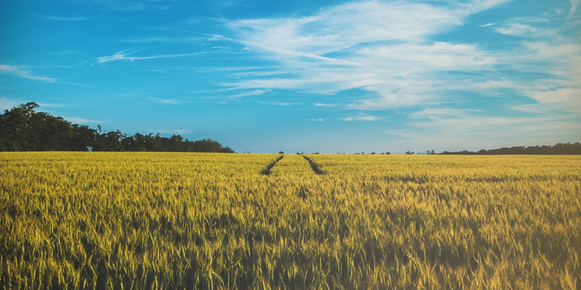 В новый год страна вступает без закона о рынке с/х-земли (Фото: D O M I N I K J P W on Unsplash)