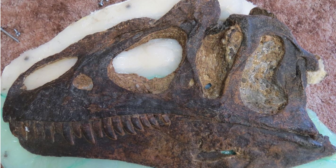 Череп Allosaurus jimmadseni (Фото: @Dean_R_Lomax / Twitter)