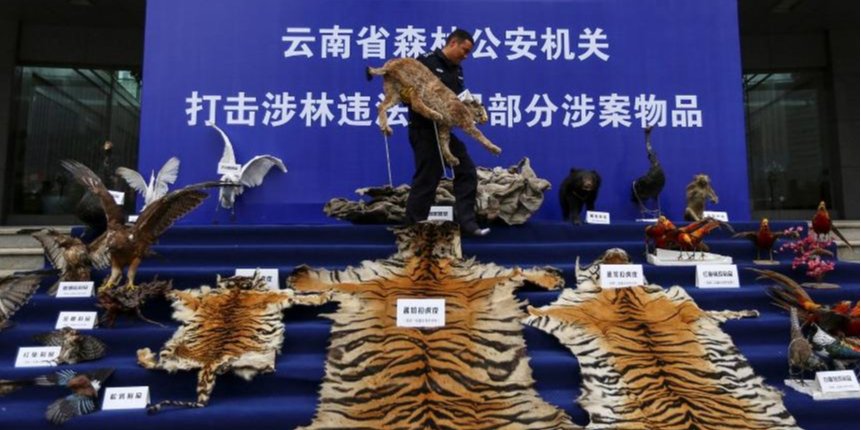 Торговля дикими животными и разнообразными продуктами из них широко распространена в Китае (Фото: REUTERS / Wong Campion)