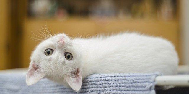Владельцы домашних животных перенесли карантин легче (Фото: pixabay.com)