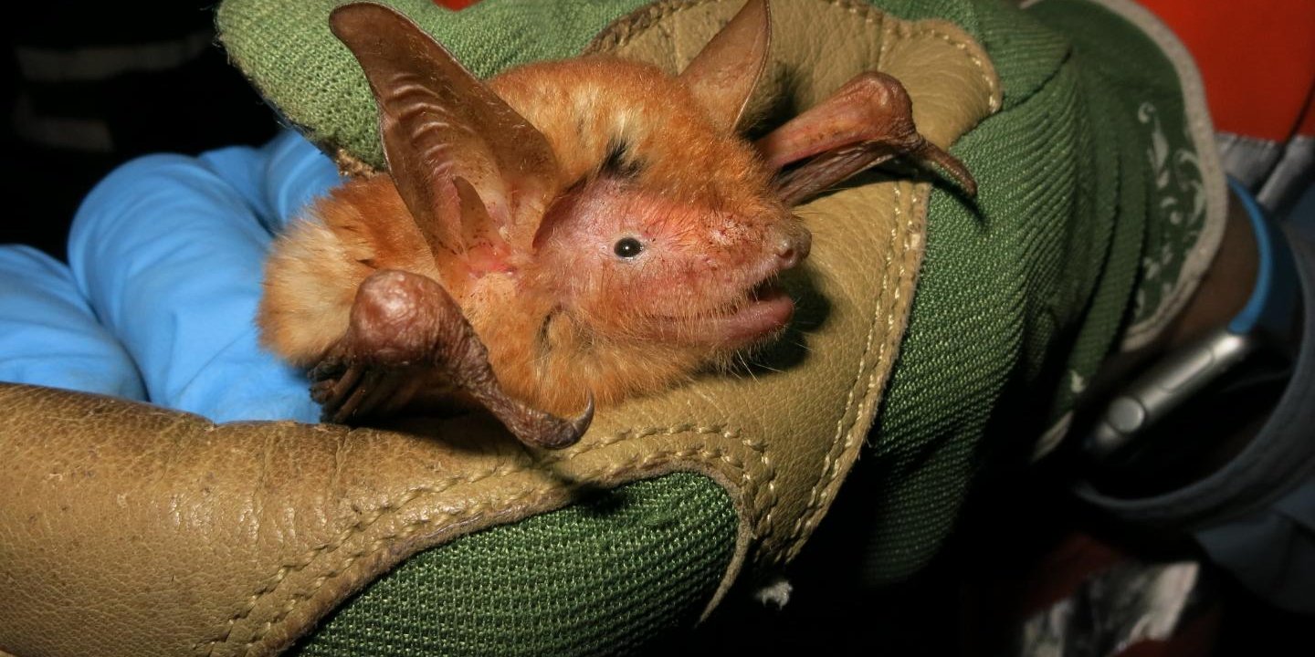 Новый вид летучих мышей с оранжевой шерстью (Фото: Bat Conservation International)