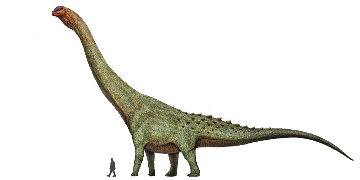 Імовірно цей титанозавр виріс до 37 метрів в довжину (Фото: Natural History Museum)