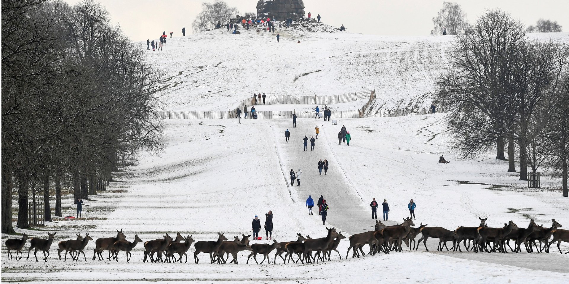 Оленей сфотографировали в окрестностях Виндзорского замка (Фото: Reuters)