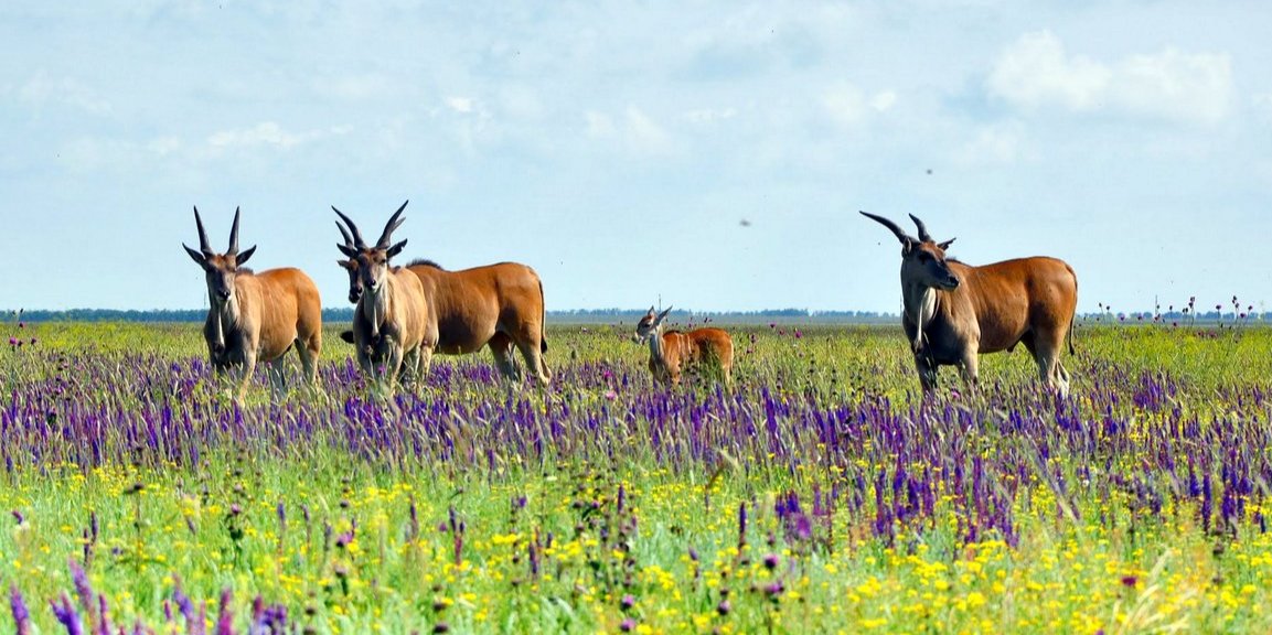 В Аскании-Нова уникальная флора и фауна (Фото: visitkherson.gov.ua)