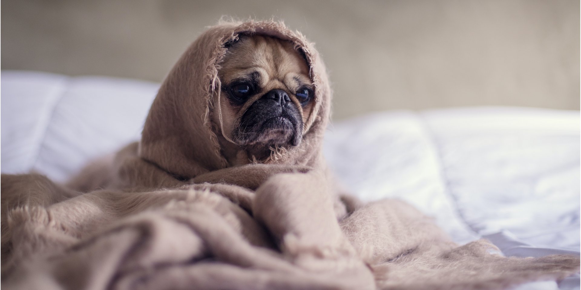 У людей ревность тесно связана с самосознанием (Фото: Matthew Henry / Unsplash)