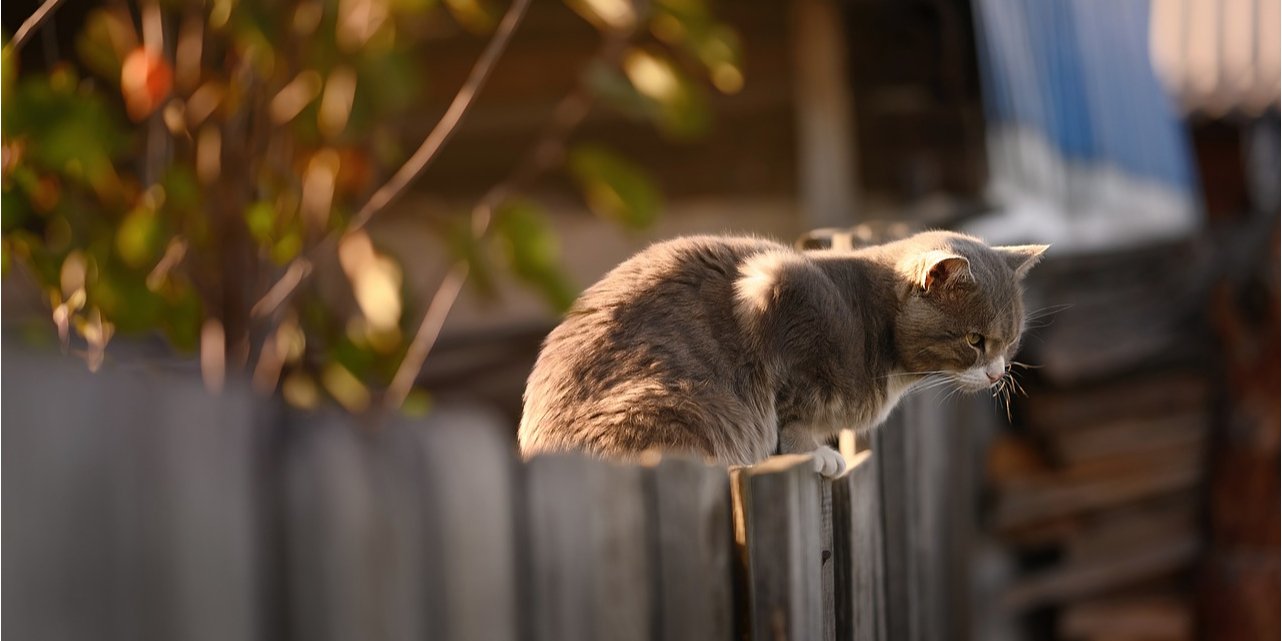 Котов обвинили в распространении коронавируса (Фото: katya-guseva0 via Pixabay)