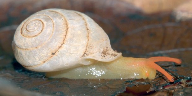 Улитка Perrottetia rajeshgopali (Фото: Bhosale et al. / Archiv für Molluskenkunde, 2021)