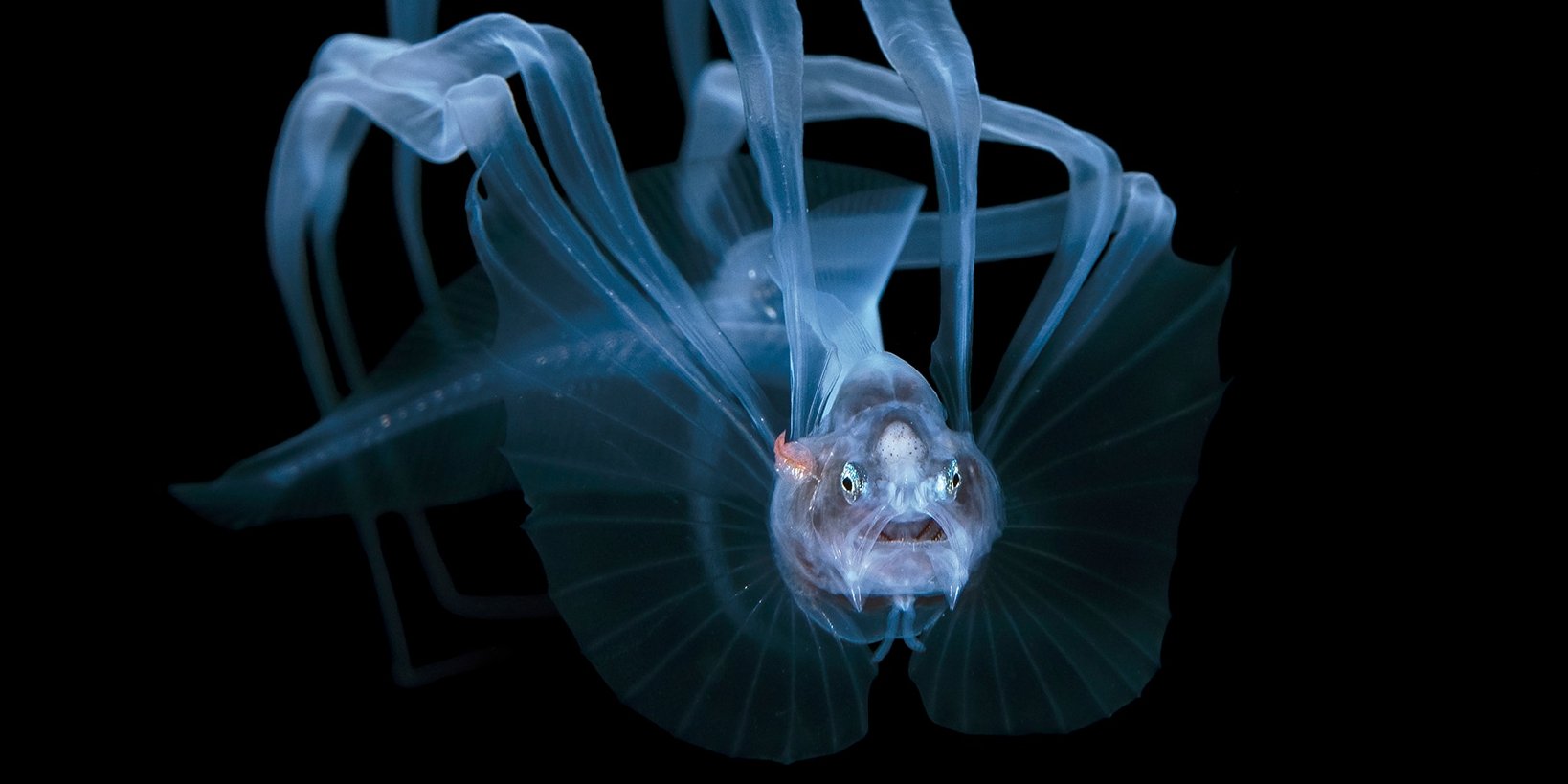 Переможці Ocean Photography Awards 2021 (Фото: Steven Kovacs / Ocean Photography Awards)