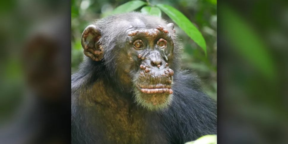 Шимпанзе на ім'я Вудсток з проказою в Кот-д'Івуарі. (Фото: Tai Chimpanzee Project)