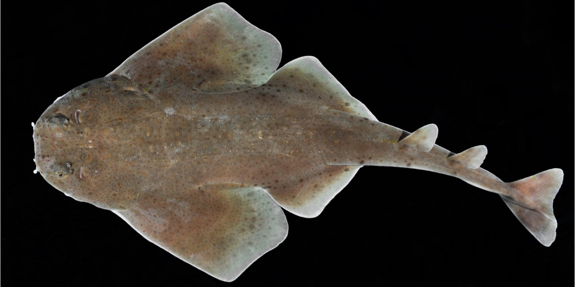 Акула немного напоминает ската (Фото: D. Ross Robertson — Smithsonian Tropical Research Institute)