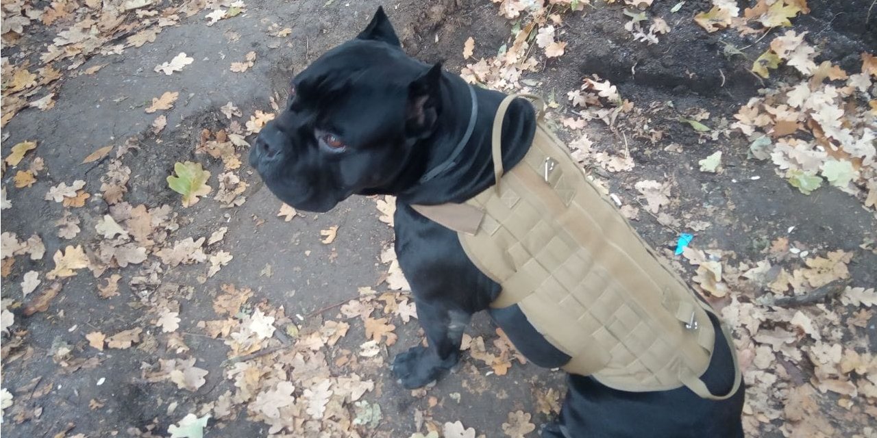 Vasya, a Cane Corso serving in the Ukrainian Army (Photo: Olena Bilozerska/ Facebook)