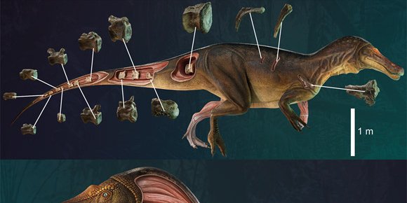 Реконструкция Iberospinus natarioi показывает 3D-оцифровку некоторых из восстановленных костей (Фото: Victor Feijó de Carvalho)