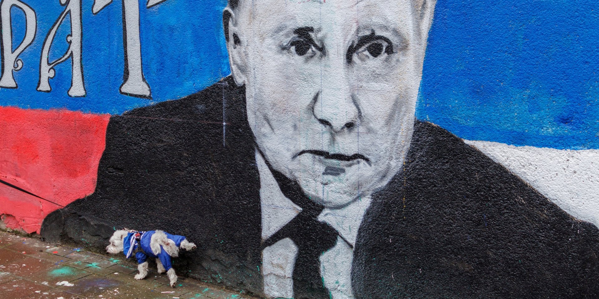 Собака мочится на&nbsp;стену с&nbsp;изображением Путина. Сербия, 2&nbsp;апреля 2022 года (Фото: REUTERS/Antonio Bronic)
