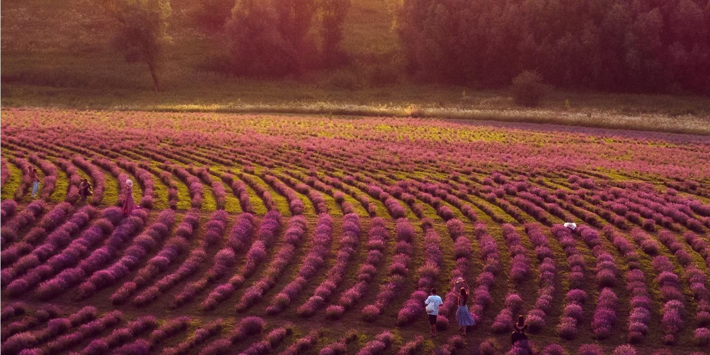 Захід сонця у лавандовому парку Порадів під Києвом (Фото: Порадів via Facebook)