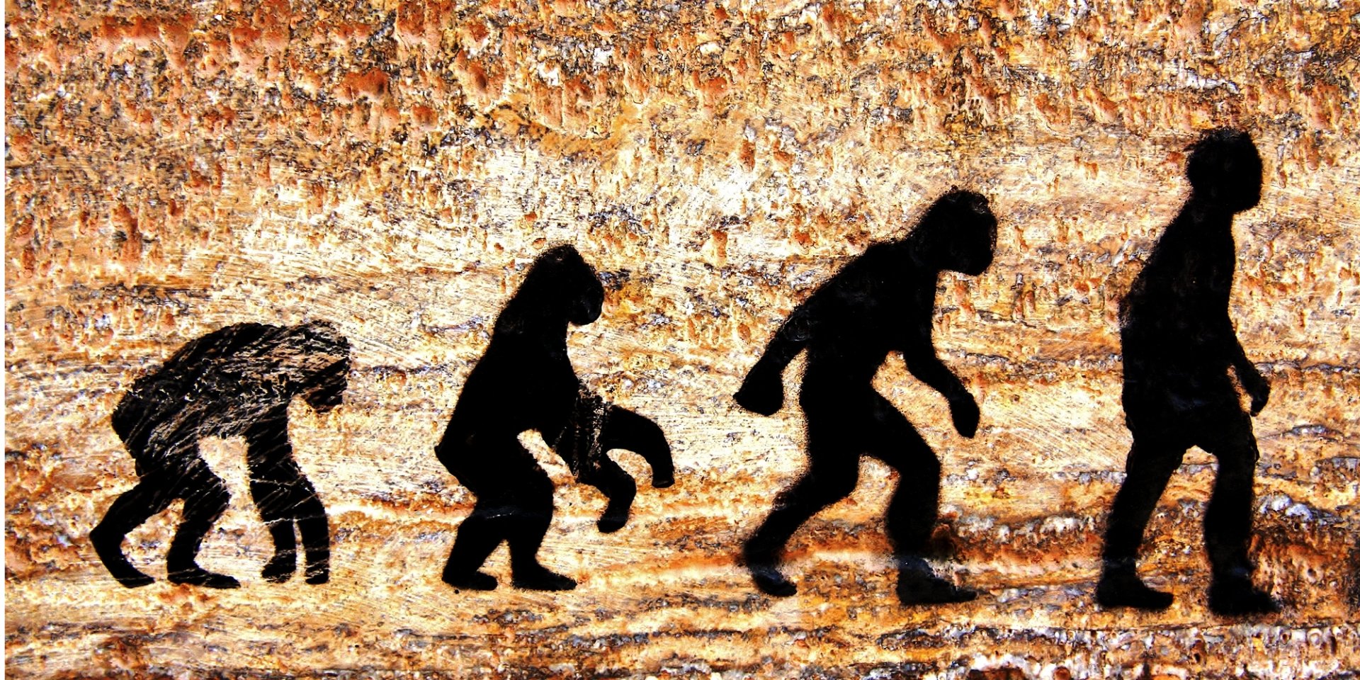 Ймовірно, саме Australopithecus africanus був найдавнішим предком сучасної людини (Фото: nazingo/depositphotos)