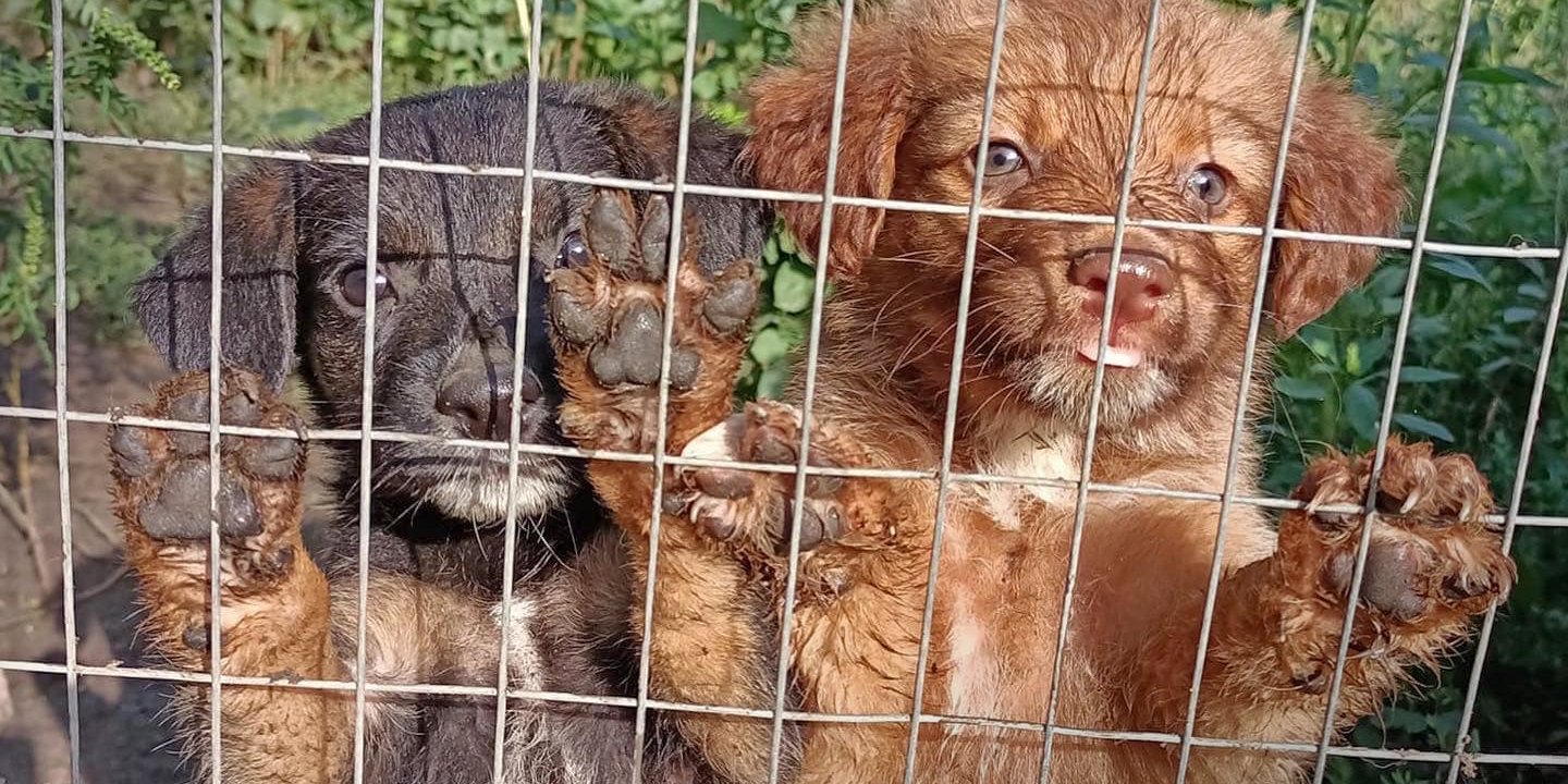 Кошти з продажу передаватимуться на допомогу тваринам (Фото: Надано Save Pets of Ukraine)