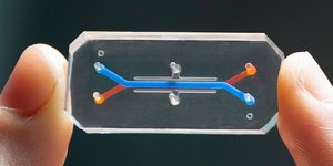 Органи-на-чипах можуть імітувати реакцію наших тканин на нові ліки (Фото:WYSS INSTITUTE AT HARVARD UNIVERSITY)