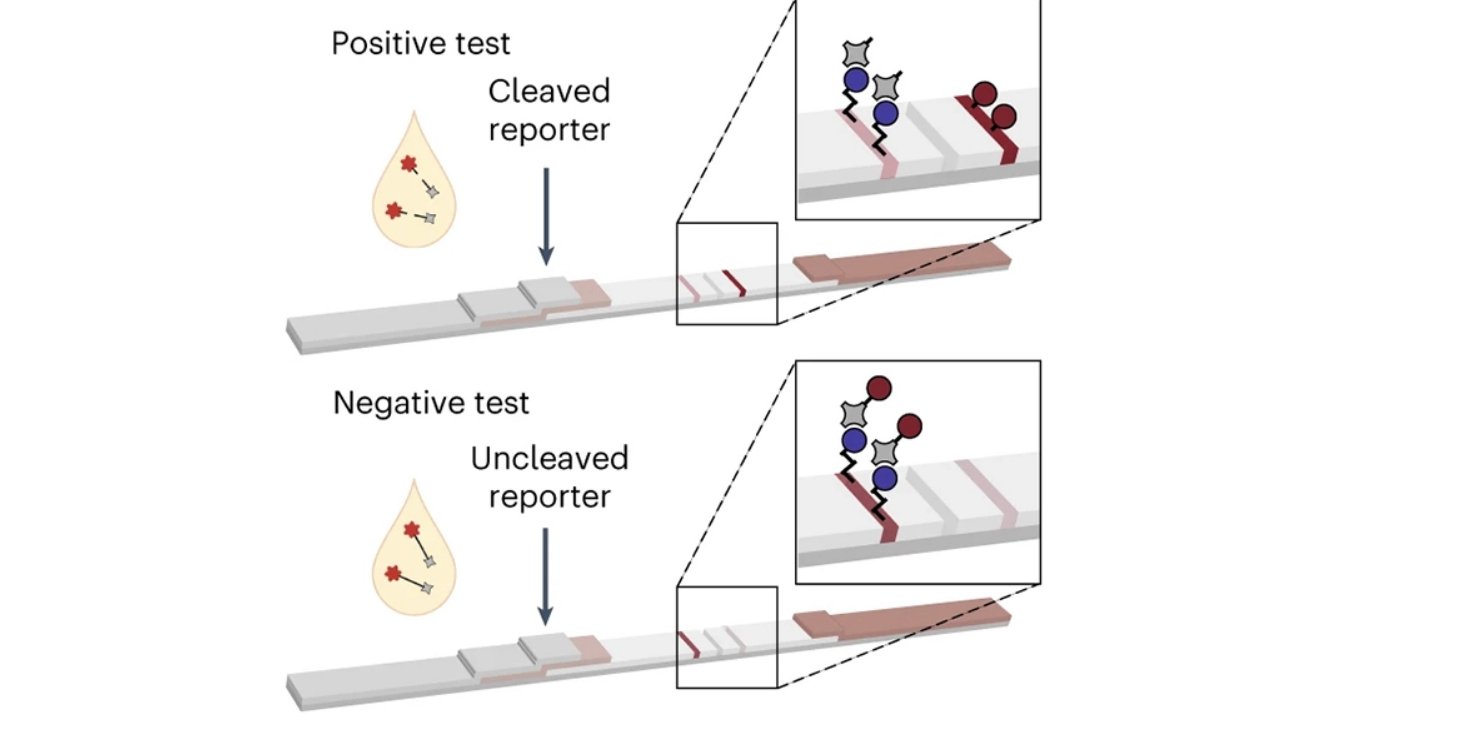 Тест определяет наличие рака по моче и может применяться дома (Фото: Hao et al., Nature Nanotechnology, 2023)