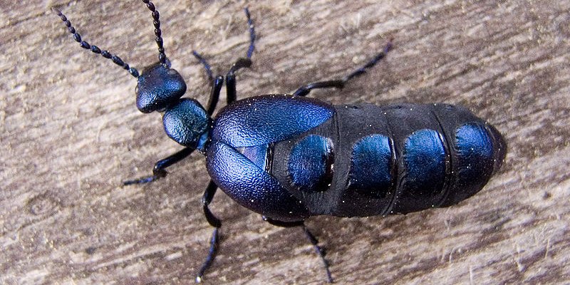 Черно-голубой жук (Meloe proscarabaeus) (Фото: Wikipedia)