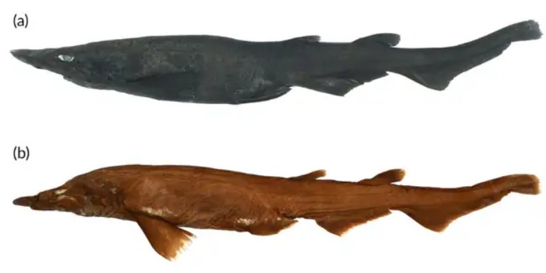 Aspiritus ovicorrugatus (зверху — живий зразок, знизу — законсервований) (Фото: White et al)