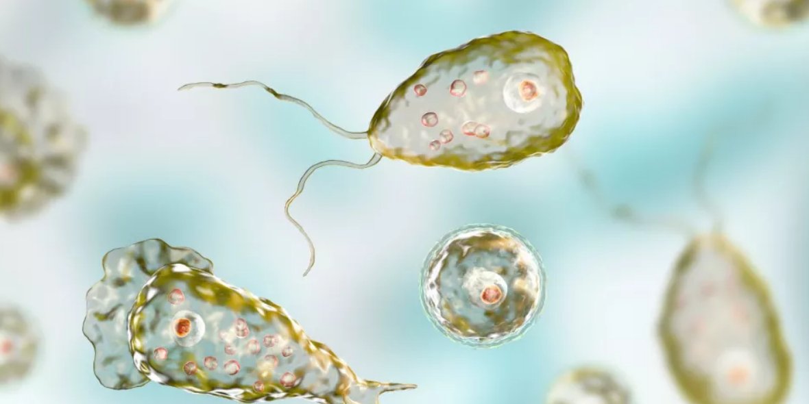 Naegleria fowleri — це одноклітинний організм, який зазвичай живе в ґрунті та теплій прісній воді (Фото: KATERYNA KON/SCIENCE PHOTO LIBRARY)