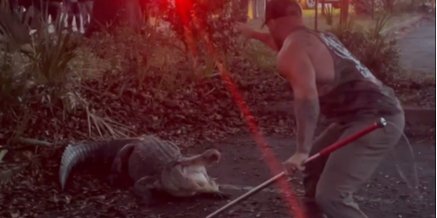 Драгичу удалось одолеть аллигатора (Фото: Скриншот видео)