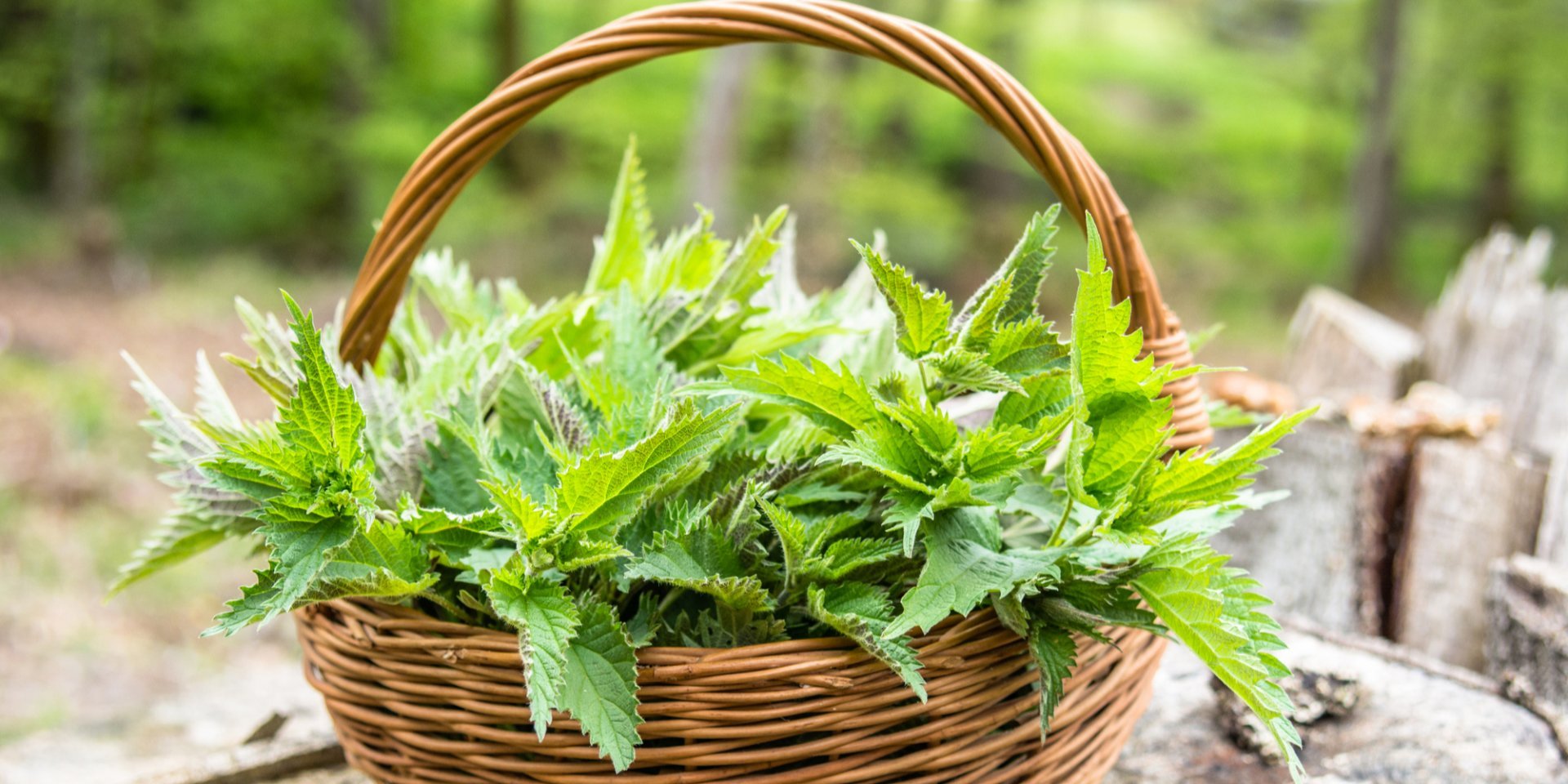 Способи використання кропиви