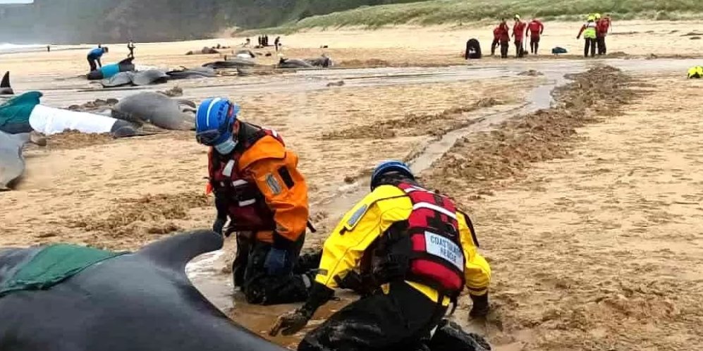 Рятувальники намагалися виштовхати гринд назад у море (Фото: Майрі Робертсон-Керрі)
