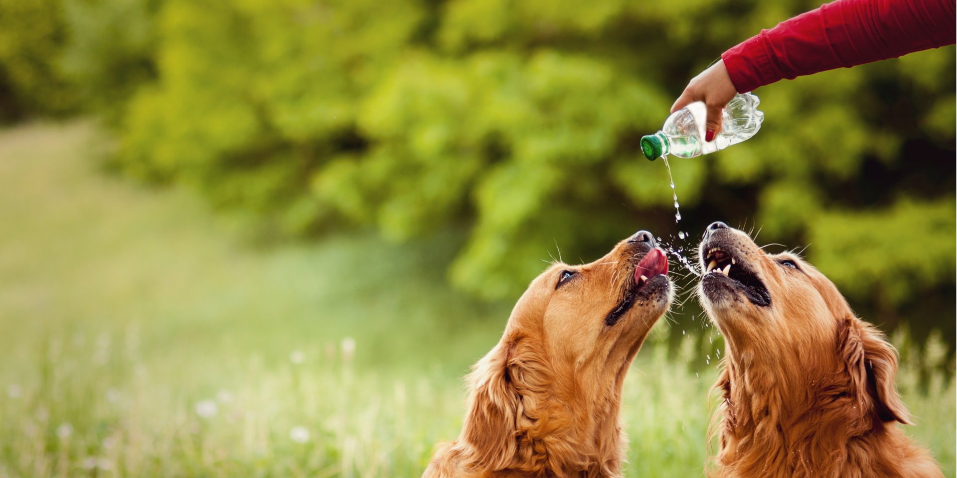 Очень важно принимать профилактические меры, чтобы защитить домашних животных от жары (Фото: helenbr/depositphotos)