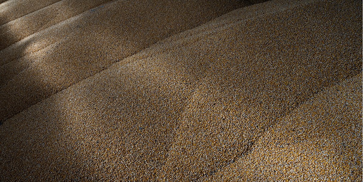 African leaders call on Russia to immediately renew the grain deal (Photo: REUTERS / Anna Voitenko)