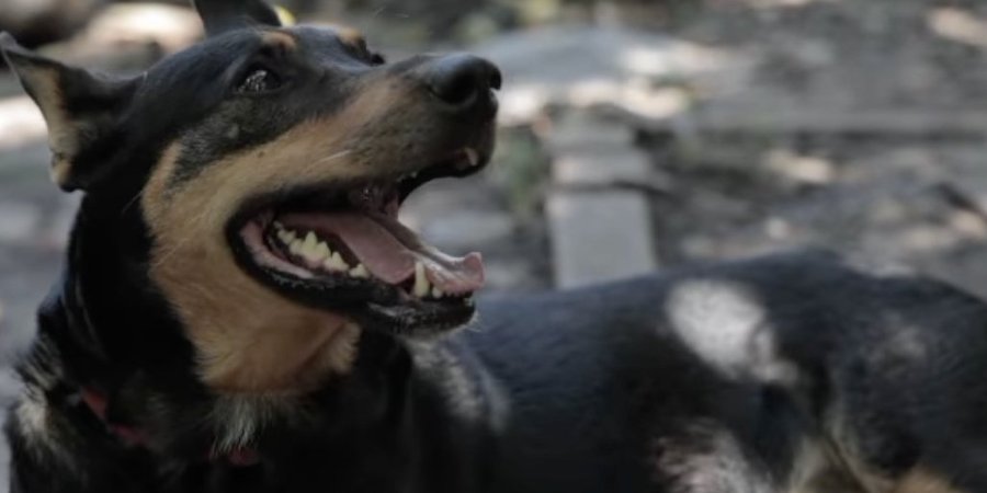 Жужа рятувала життя військовим ЗСУ (Фото:Instagram 77oaembr)