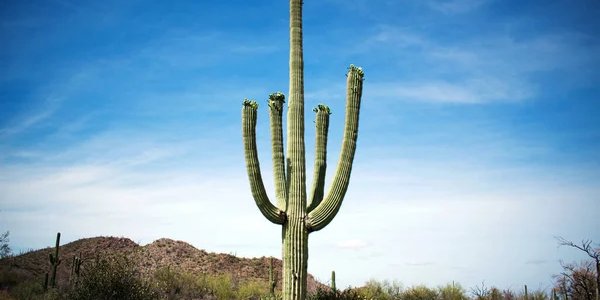 Сагуаро в опасности из-за жары (Фото: jeremyn/Depositphotos)