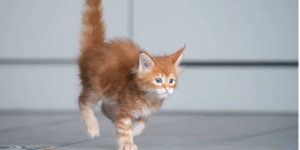 Утренние пробежки и крики нормальны для кошек (Фото: FurryFritz /Depositphotos)