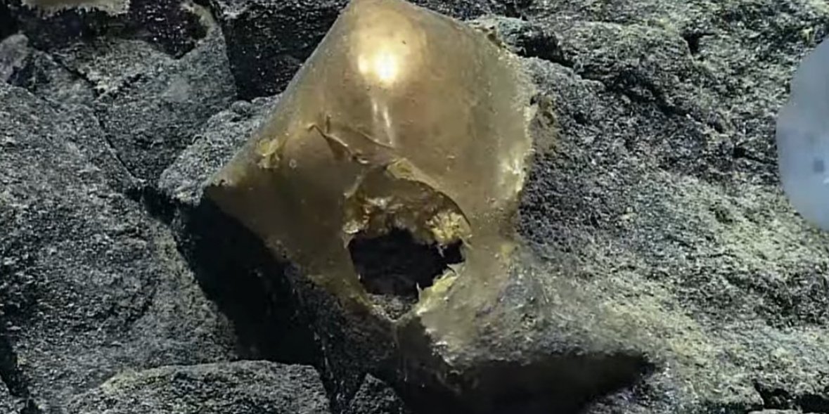 Золотое яйцо, предназначение которого пока непонятно (Фото: NOAA Ocean Exploration/X)