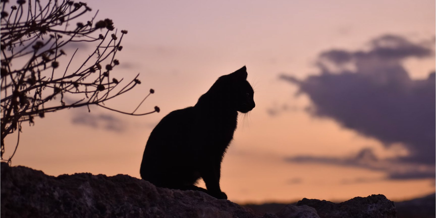 Дівчинка розчленувала тіло кота (Фото: unsplash/agapetrn)