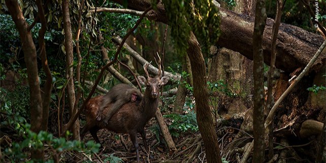 Фото сняли в Японии (Фото: Atsuyuki Ohshima/Wildlife Photographer of the Year)
