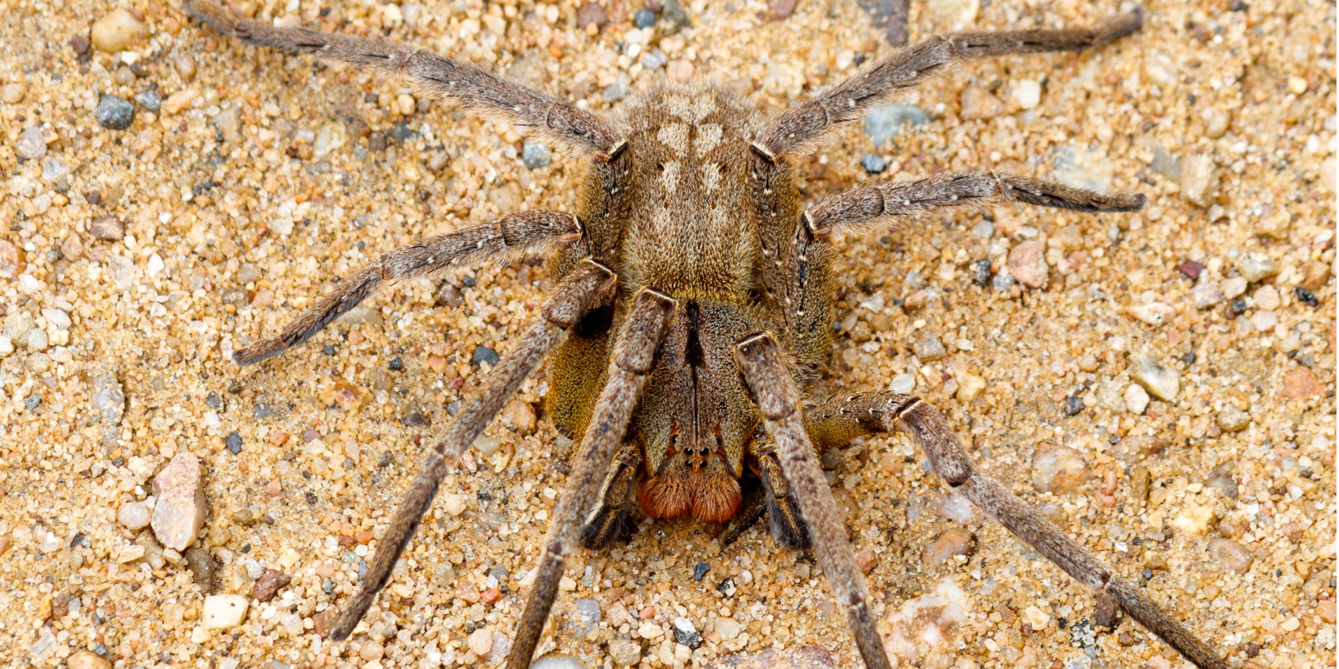 Phoneutria nigriventer (Фото: Rodrigo Tetsuo Argenton)