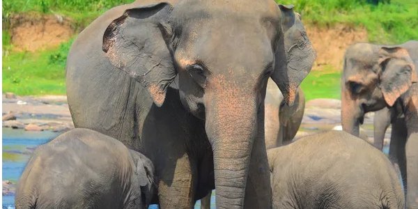 Слони виявилися розумнішими, ніж розраховували вчені (Фото: erandalx/Depositphotos)