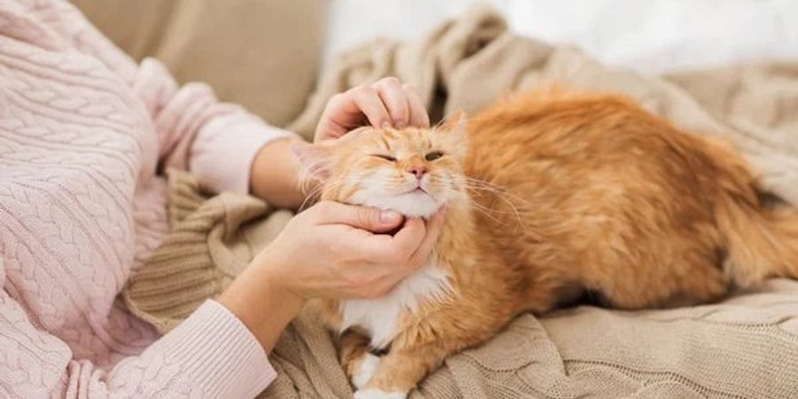 Как мурлычут кошки — новое исследование наконец дало ответ на этот ...