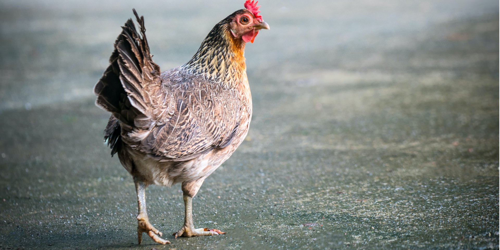 Більшість випадків H5N1 були пов’язані з контактом із зараженими свійськими птахами (Фото: sippakorn yamkasikorn/Unsplash)