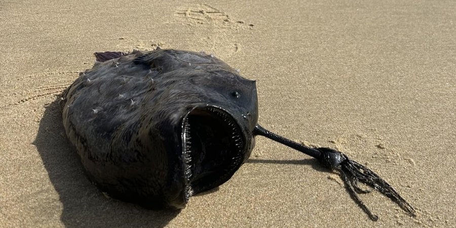 Видовище не для людей зі слабкими нервами. На пляжі в Каліфорнії побачили викинуту на берег рідкісну глибоководну рибу0