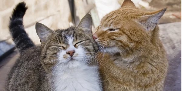 Кошки могут выражать множество эмоций с помощью лицевых мышц (Фото: andreyfotograf/Depositphotos)
