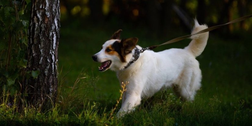 Former Ukrainian president Poroshenko has shared photos of a dog he adopted from Kherson (Photo: @petroporoshenko/Instagram)